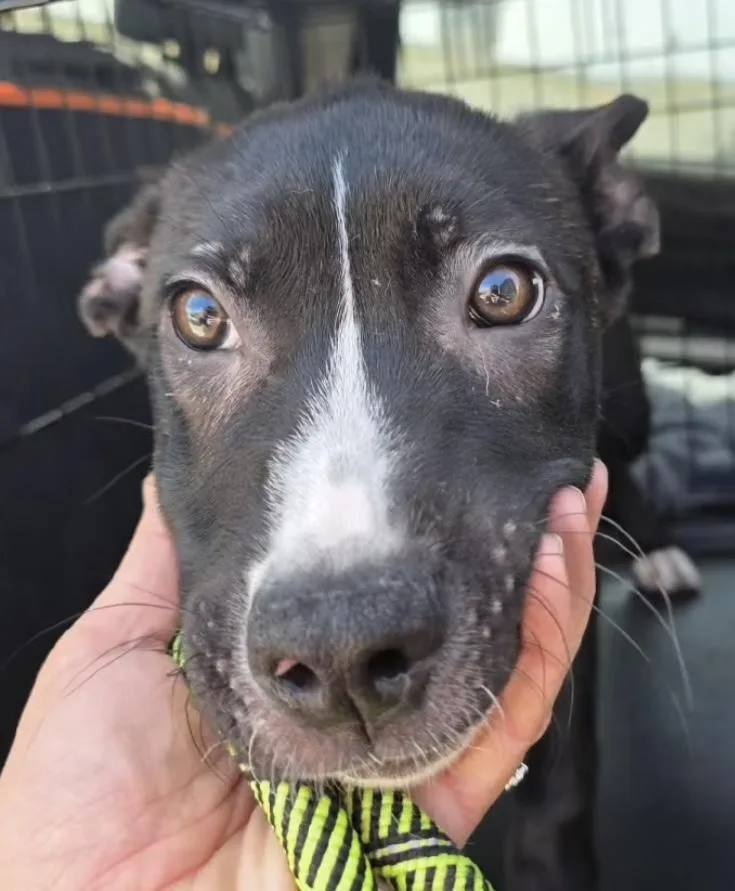 A young medium-sized male Black Pit Bull Terrier dog named Frankie for adoption in Santa Clara, CA