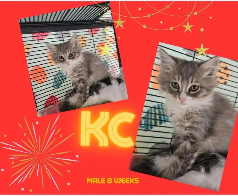 Kc
