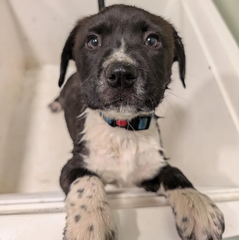 Ricotta “rico” thumbnail 2