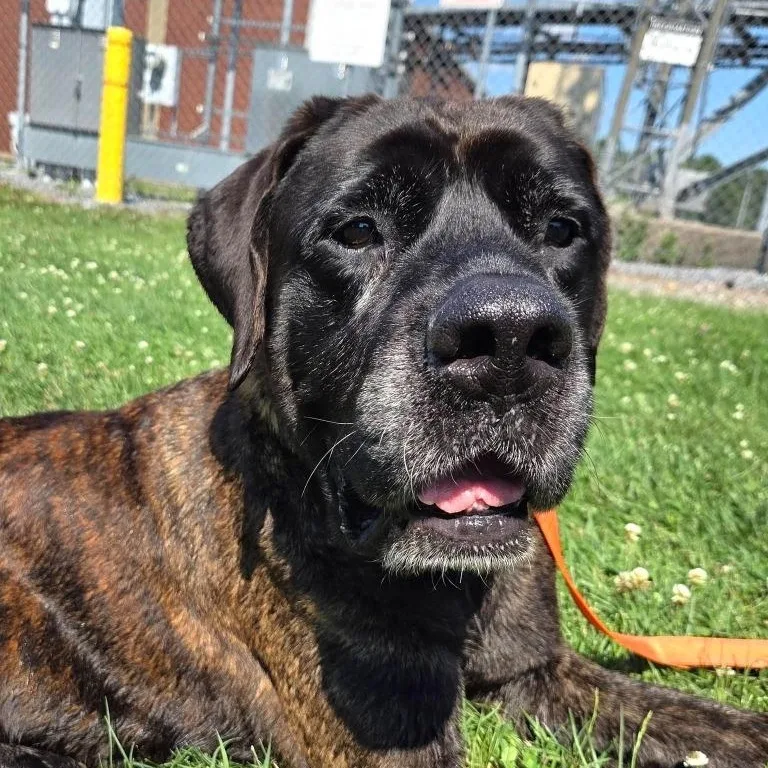 An adult extra large-sized female Mastiff dog named Madame Beatrice for adoption in Severn, MD