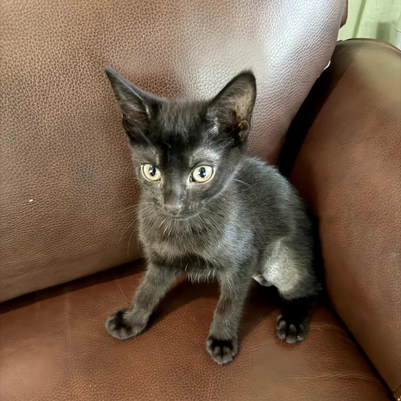 A baby small-sized male Black Domestic Short Hair cat named Ginger for adoption in Melrose, FL