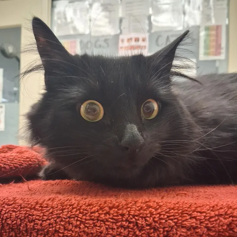 An adult large-sized female Black Domestic Medium Hair cat named Raven for adoption in Murray, UT