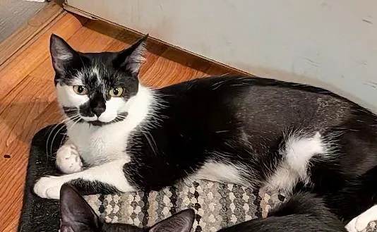 A young small-sized female Domestic Short Hair cat named Agua for adoption in Hagerstown, MD