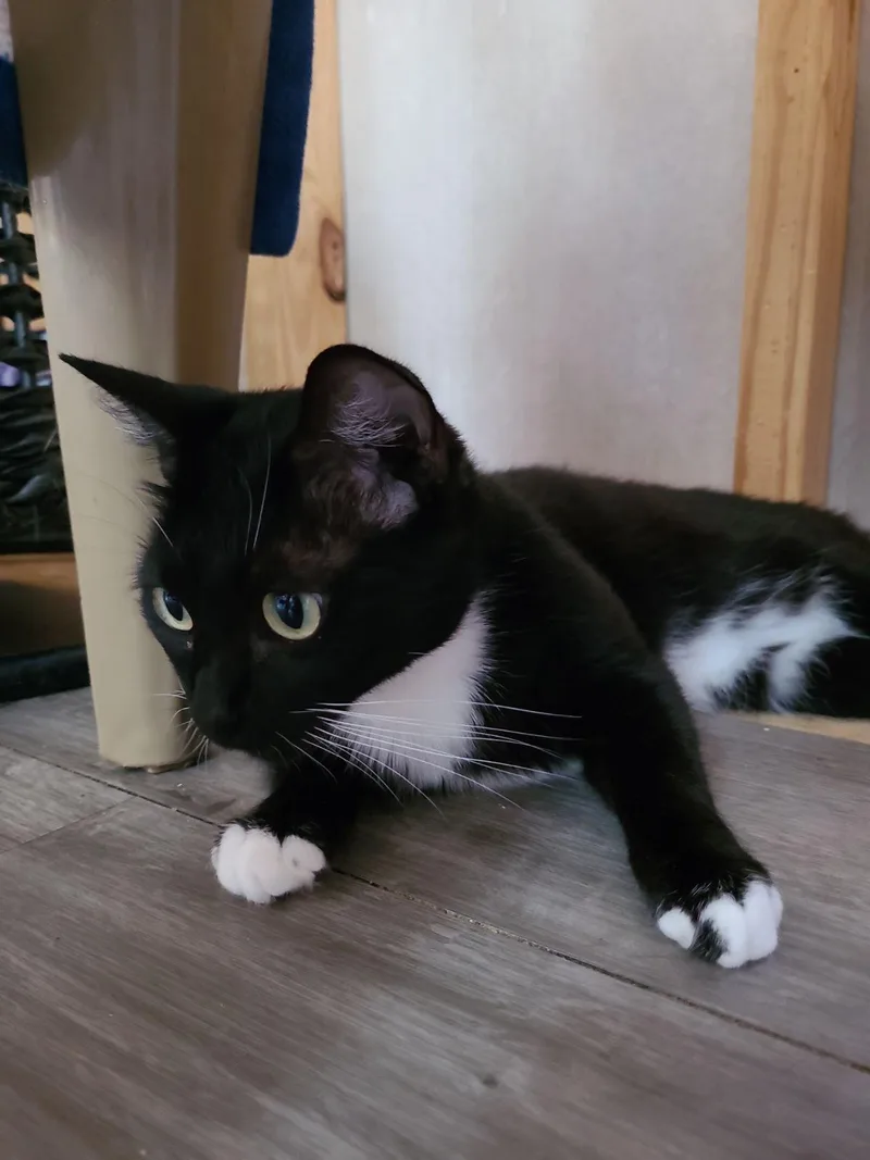 A young medium-sized female American Shorthair cat named Trinket for adoption in Naples, FL