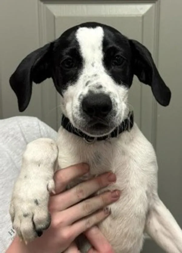 A baby medium-sized male Hound dog named Rucklet for adoption in Littleton, CO