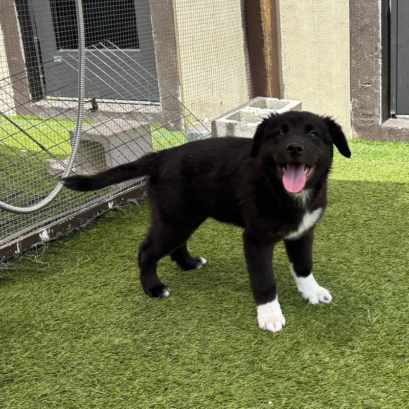 Nala