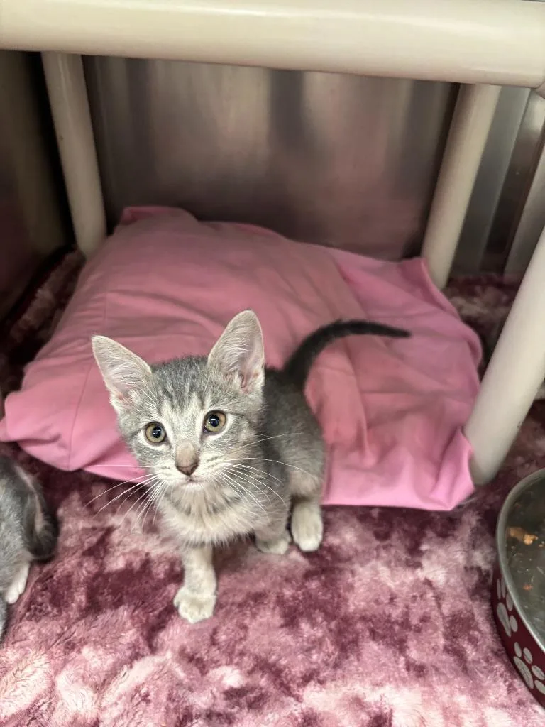 A baby medium-sized male Domestic Short Hair cat named Mango for adoption in Pomona, NY