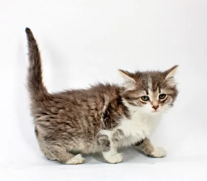 A baby small-sized female Domestic Short Hair cat named Storm for adoption in Morton Grove, IL