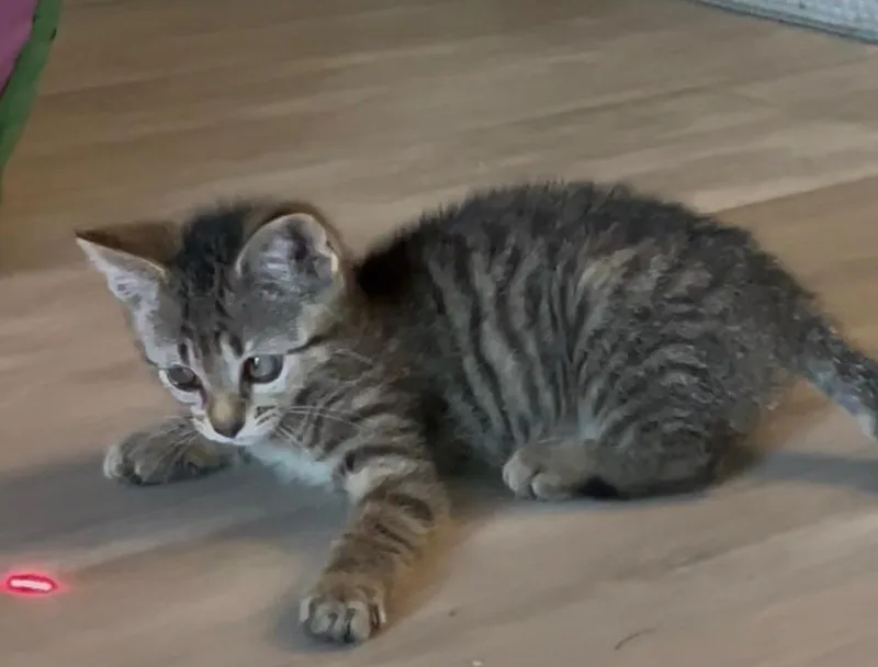 A baby small-sized female Domestic Short Hair cat named Cinder for adoption in Sebastian, FL