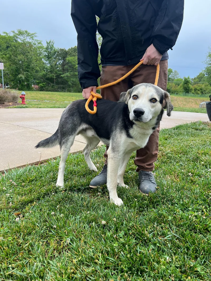 An adult medium-sized male Black Labrador Retriever dog named Maxo for adoption in Maidens, VA