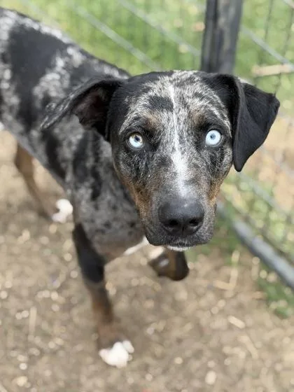 An adult large-sized male Catahoula Leopard Dog dog named Leo for adoption in Irving, TX