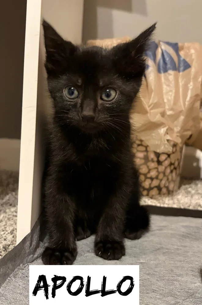 A baby small-sized male Domestic Short Hair cat named Greek boys : Apollo for adoption in Aurora, IN
