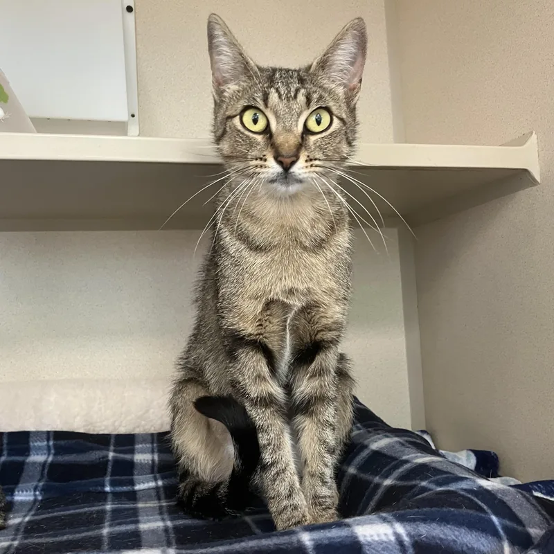 A young medium-sized female Tabby (Brown / Chocolate) Domestic Short Hair cat named Leilani & Leimomi for adoption in Eatontown, NJ