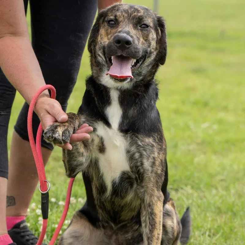 A young medium-sized female Brindle Labrador Retriever dog named Rubi Rose for adoption in Elizabeth City, NC
