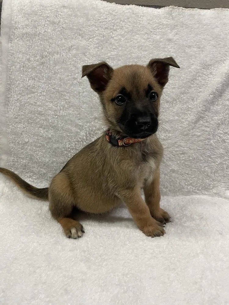 A baby small-sized male Belgian Shepherd / Malinois dog named Hallowed Harvest Howden for adoption in Imlay City, MI
