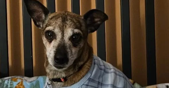 An adult small-sized male Chihuahua dog named Gonzo for adoption in LA GRANGE PARK, IL