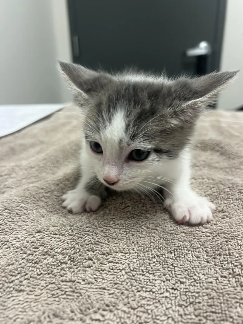 A baby small-sized male Domestic Short Hair cat named Rizz for adoption in Chico, CA