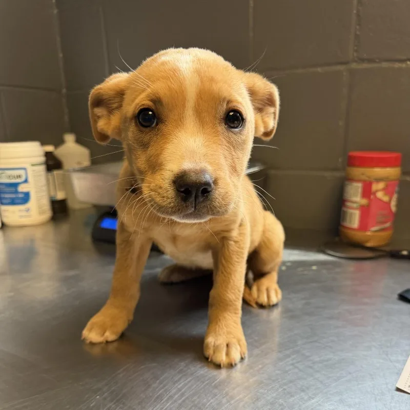 A baby small-sized female Yellow / Tan / Blond / Fawn Labrador Retriever dog named Tuscstray for adoption in Tuscaloosa, AL