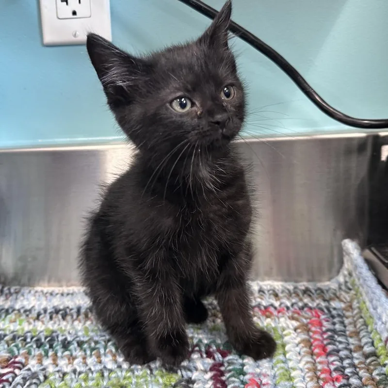 A baby small-sized male Black Domestic Short Hair cat named Atlas for adoption in Mount Vernon, IN