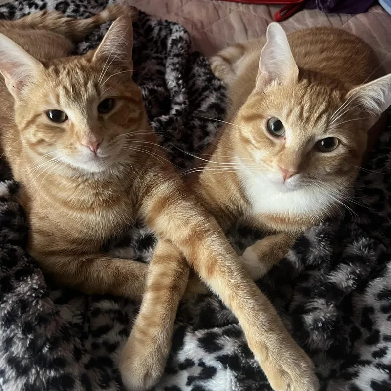 Rallitas thumbnail 2