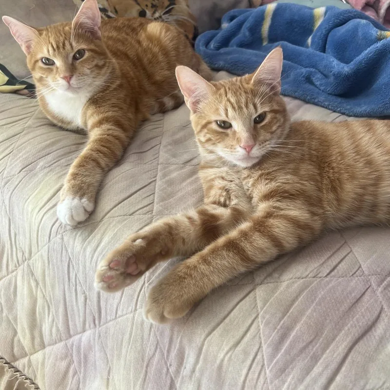 Rallitas thumbnail 3