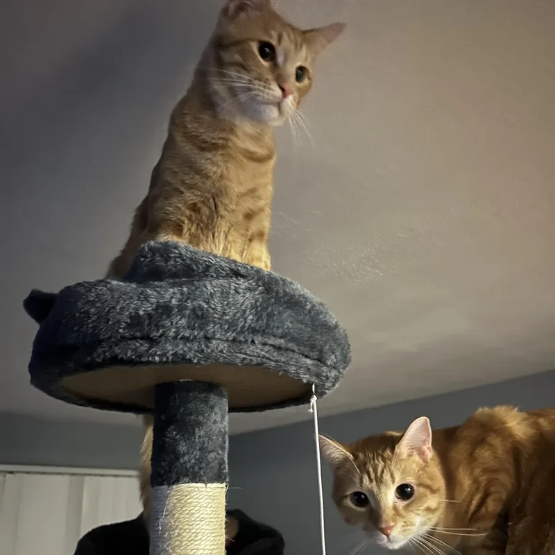 Rallitas thumbnail 5