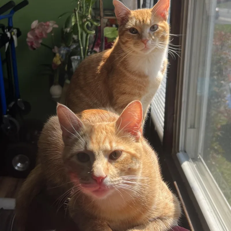 Rallitas thumbnail 6