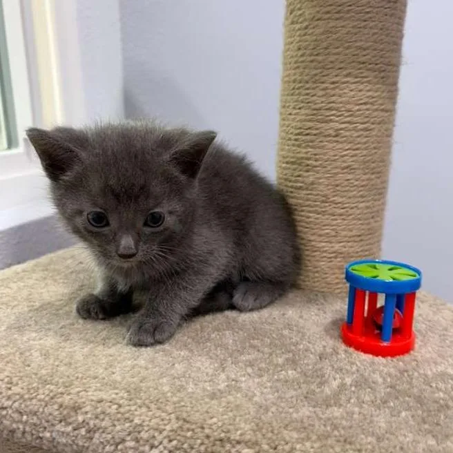 A baby small-sized male Gray / Blue / Silver Domestic Short Hair cat named Dubai for adoption in Harlingen, TX