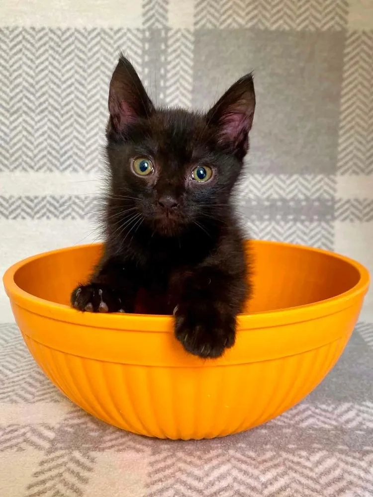 A baby small-sized male Black Domestic Short Hair cat named Jimothy for adoption in Milton, DE