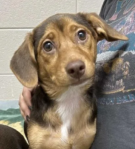 A baby small-sized female Chihuahua dog named Marie for adoption in Aurora, IL