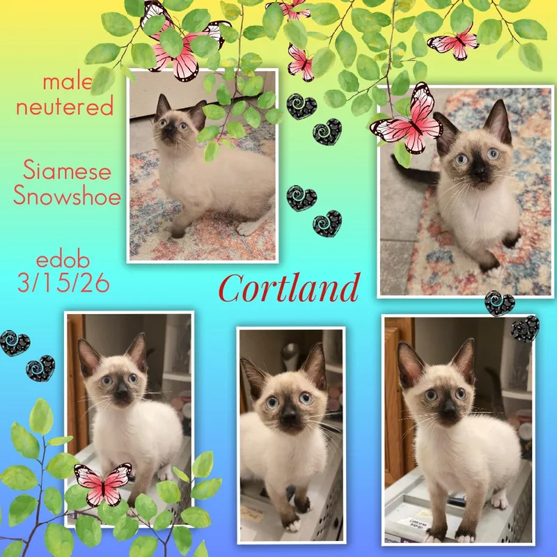 Cortland ORT