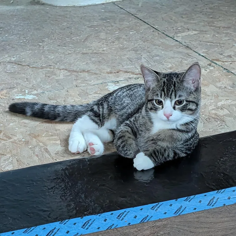 A young small-sized female Brown / Chocolate Domestic Short Hair cat named Clover for adoption in Gibsonia, PA