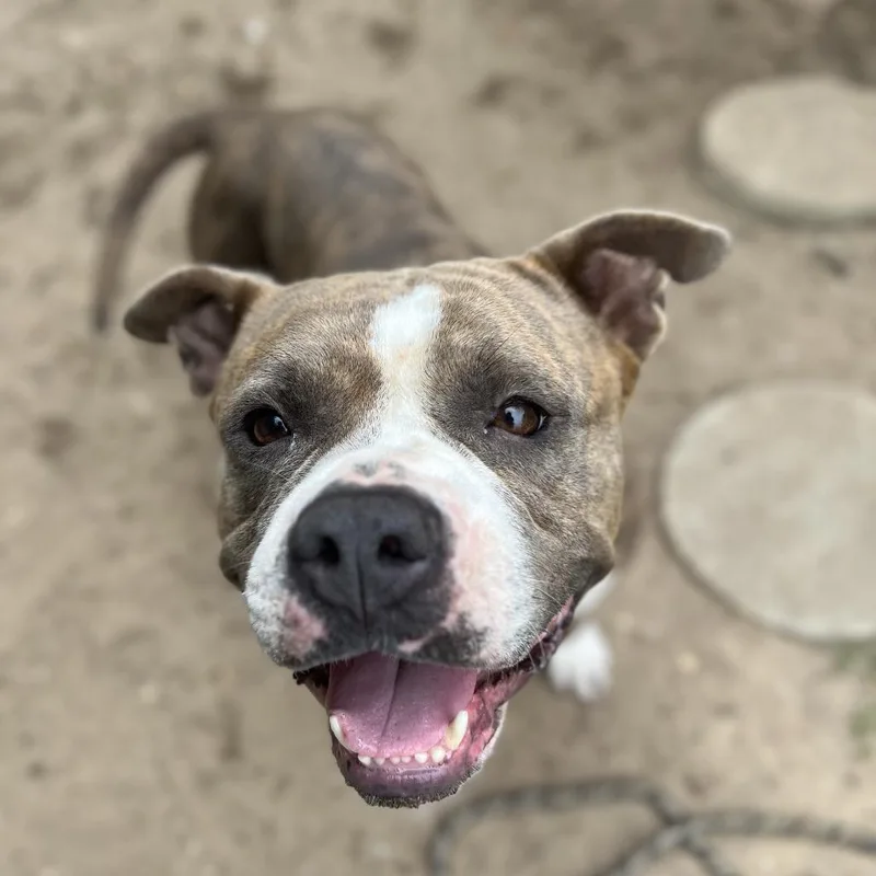 An adult medium-sized female Brindle Mixed Breed dog named Alice for adoption in Pensacola, FL