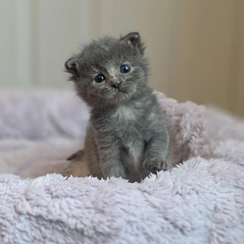 Jigglypuff