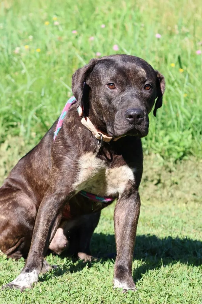 An adult large-sized male Mixed Breed dog named Mister for adoption in Columbia, TN