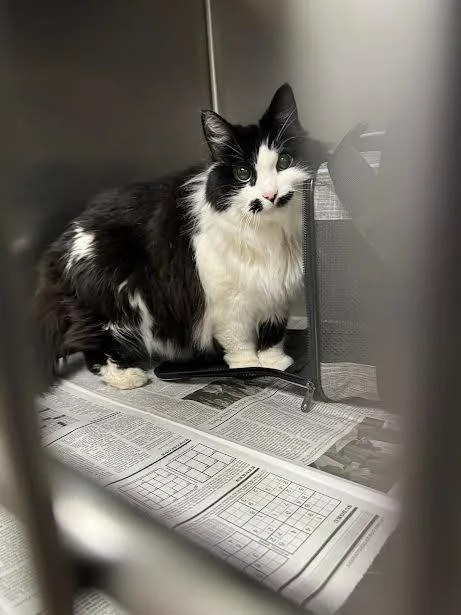 A senior medium-sized female Domestic Short Hair cat named Catty for adoption in Los Angeles, CA