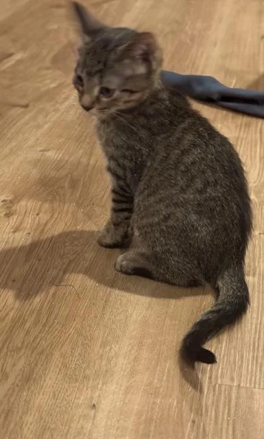 A baby small-sized male Domestic Short Hair cat named Chai for adoption in Charlotte, NC