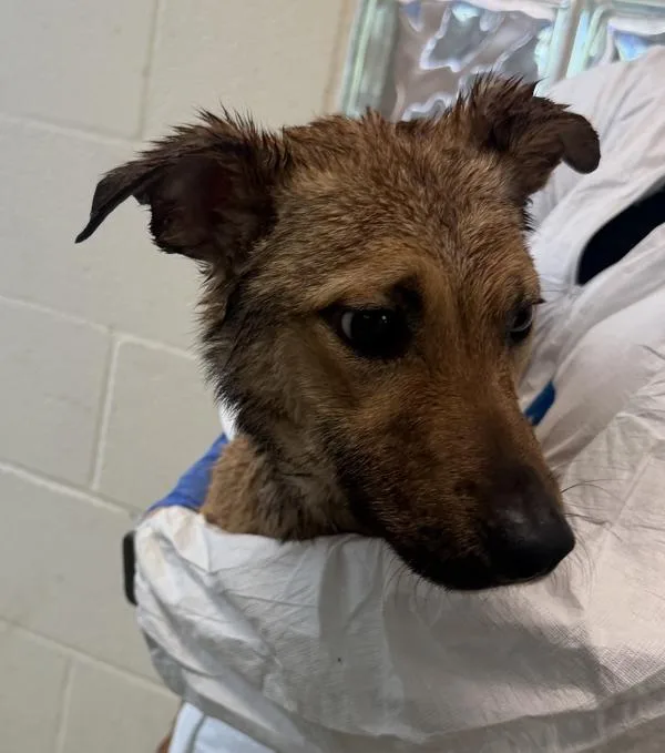 A young medium-sized female Shepherd dog named Wasp for adoption in Escondido, CA