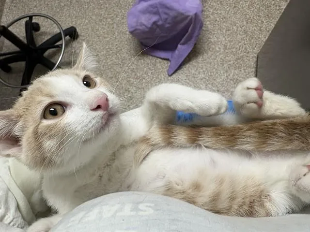 A baby small-sized male Domestic Short Hair cat named Edward for adoption in Pueblo, CO