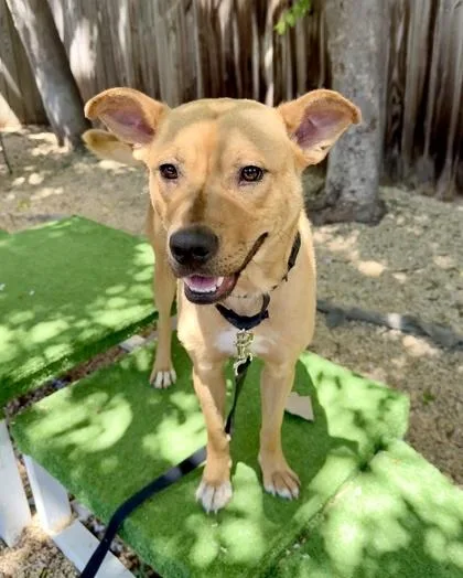 An adult large-sized male Mixed Breed dog named Boris for adoption in Washington, DC