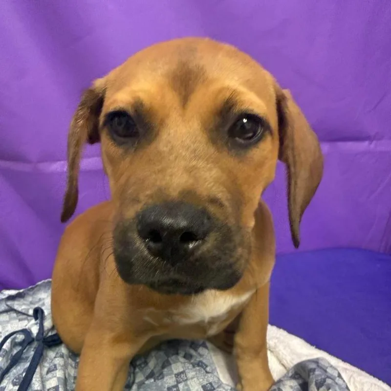 A baby medium-sized female Yellow / Tan / Blond / Fawn Mixed Breed dog named Jacey for adoption in North Myrtle Beach, SC