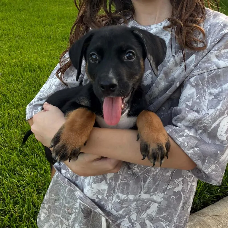 A baby medium-sized male Tricolor (Brown, Black, & White) Shepherd dog named Chance for adoption in Conroe, TX