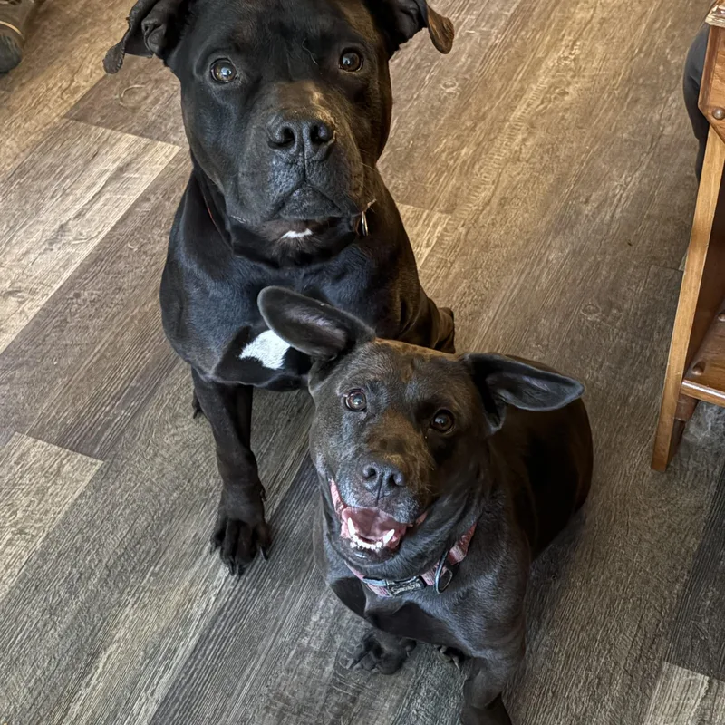 An adult medium-sized male American Staffordshire Terrier dog named Mac for adoption in Hillsdale, NY
