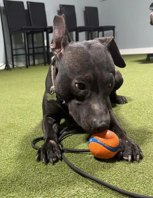 A young medium-sized female Black Pit Bull Terrier dog named Eleven for adoption in Kansas City, MO