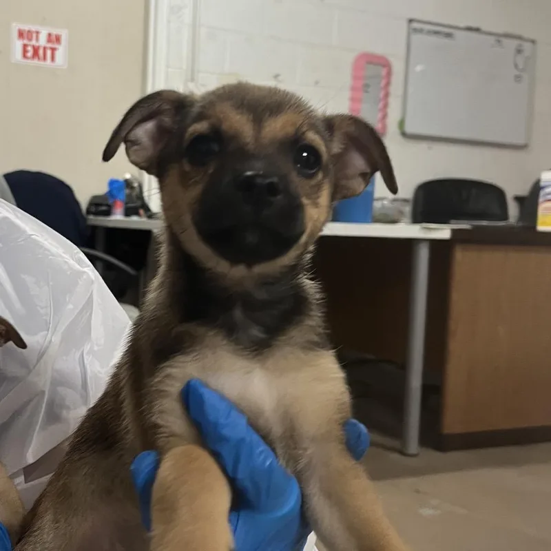 A baby small-sized female Brown / Chocolate Chihuahua dog named Slinky for adoption in Edinburg, TX