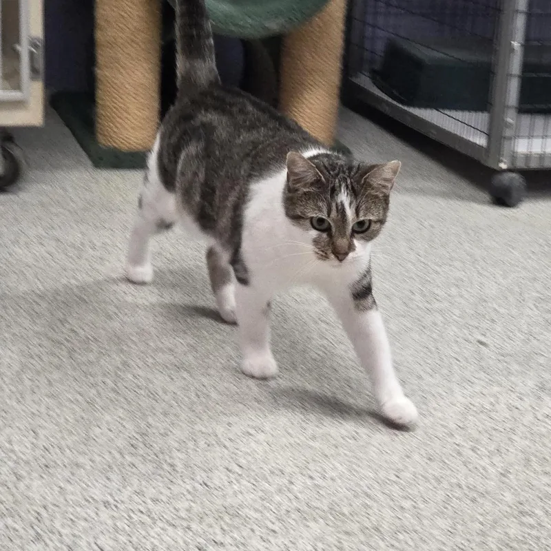 An adult medium-sized female White Domestic Short Hair cat named Topaz for adoption in Carthage, NC