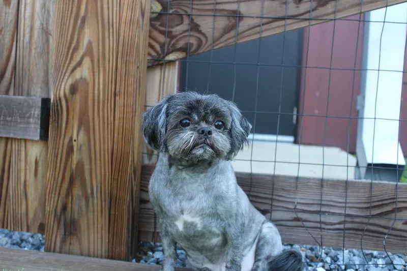 A senior small-sized male Black Shih Tzu dog named McGee for adoption in Chestertown, MD
