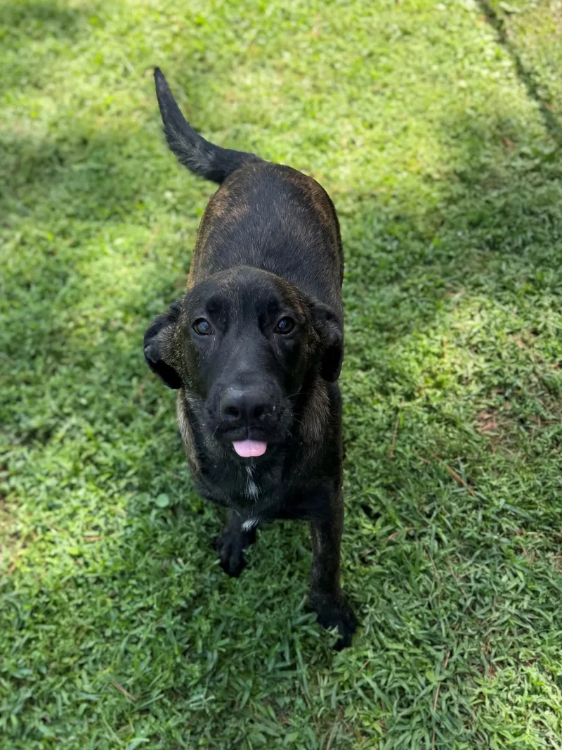 A young medium-sized male Brindle Shepherd dog named Blackjack for adoption in Summerdale, AL