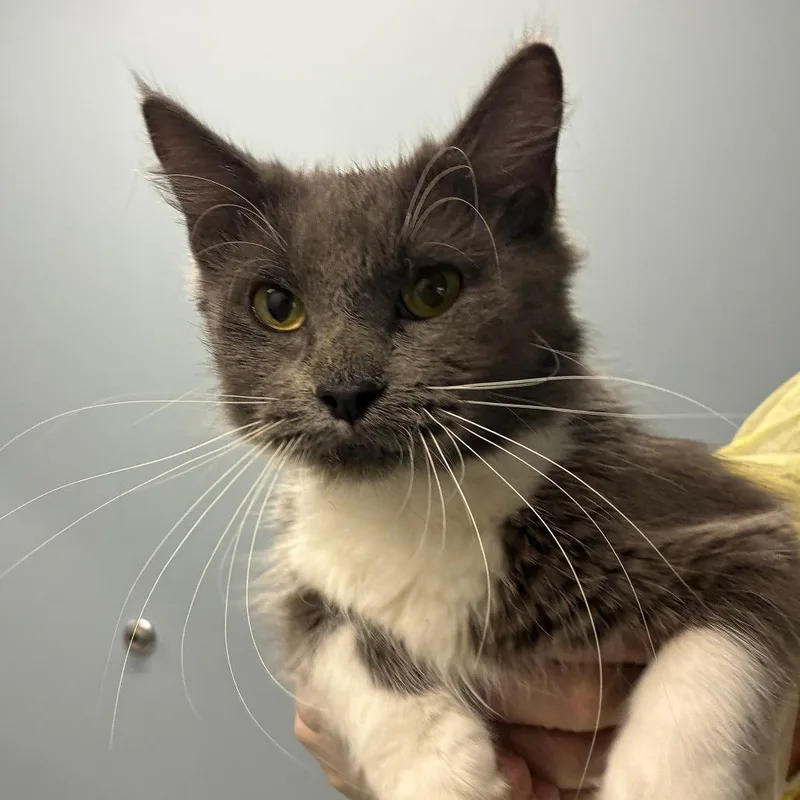 An adult medium-sized female Domestic Medium Hair cat named Splunge for adoption in Oak Park, IL