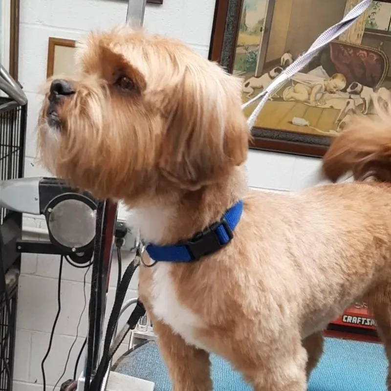 Cocoloco thumbnail 2